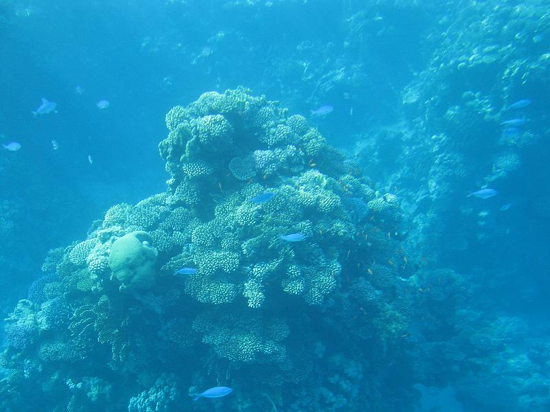 Sharm-el-Sheikh 182.jpg - Coral reef - Rifes de Coral - Korallenriff
Sharm-el-Sheikh Egypt - Egipto